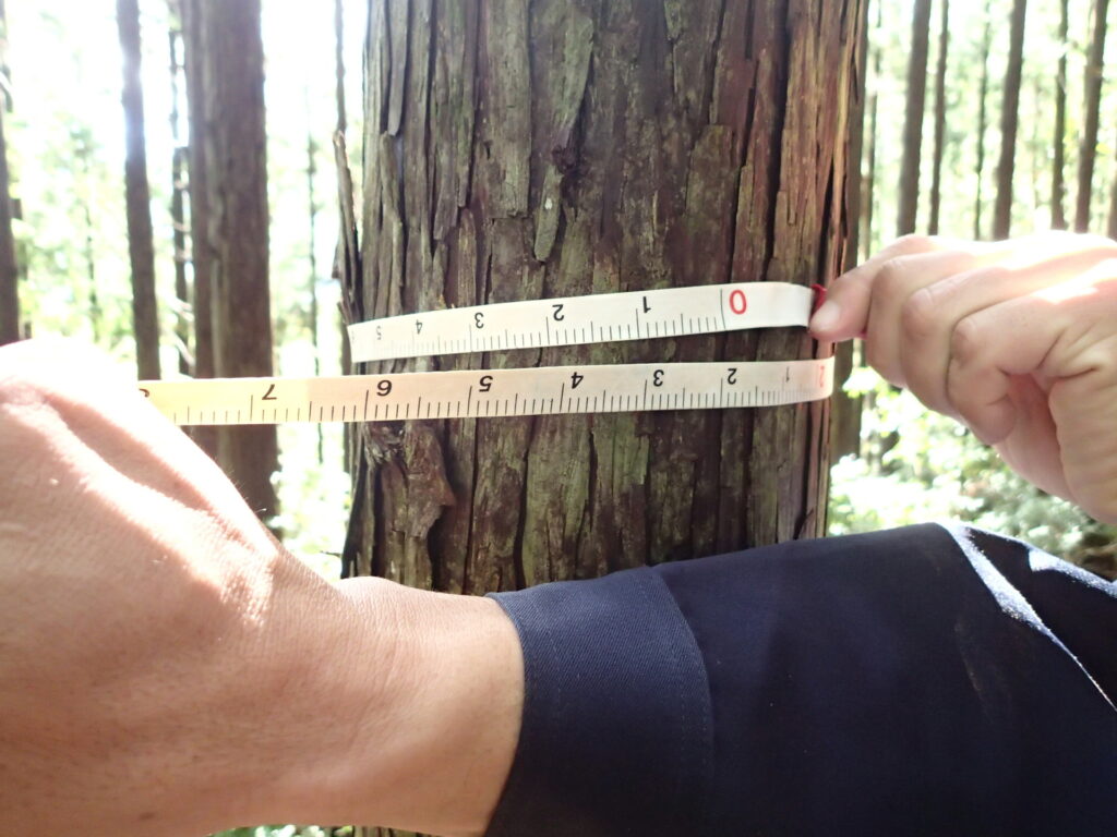 木にメジャーを巻きつけて測る写真