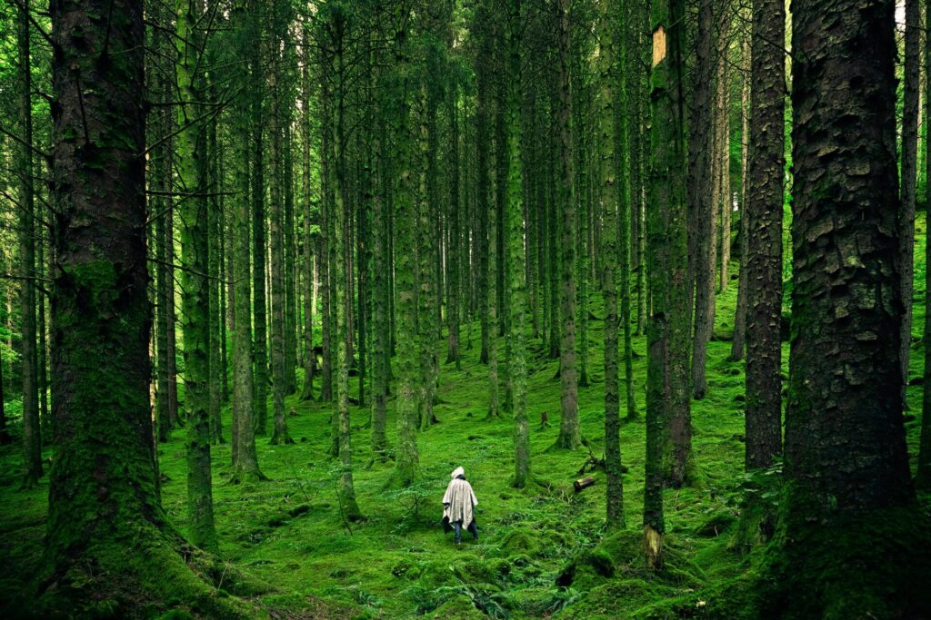 林業の裏方が実践！森林調査の1日 (山の境界ってどこ？) | 旅山ブログ